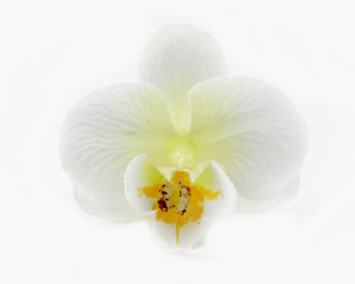 Orchid Head White with cream centre (Pack of 24)-Orchid Head, white orchid, artificial flowers, fake flowers, DIY, wedding, bomboniere, phalaenopsis orchids