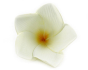 Frangipani Latex Flower Cream (Pack of 12)-Frangipani Flower, Artificial flowers, fake flowers, cream frangipani, bomboniere, wedding, bonboniere, DIY
