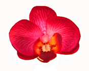 Orchid Head Hot Pink with Burgundy centre (Pack of 24)-Orchid Head Hot Pink, Phalaenopsis Orchid, artificial flowers, fake flowers, wedding, DIY, bomboniere