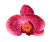 Orchid Head Lilac with Purple Centre (Pack of 24)-Orchid Head Lilac with Purple Centre, artificial flower, fake flower, orchid, phalaenopsis orchid, bomboniere, DIY, wedding 