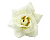 Velvet Roses - White (Pack of 9)-Velvet Roses White, Artificial flowers, fake flowers, artificial roses, bomboniere, diy invitations, wedding
